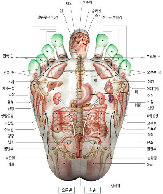 알짜손금입니다 자기손금은자기가