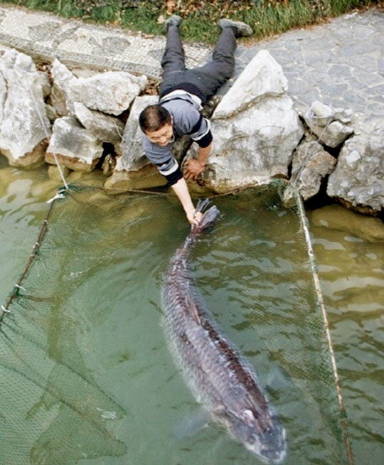 물고기 한마리 잡았는데 어떻게 먹지...
