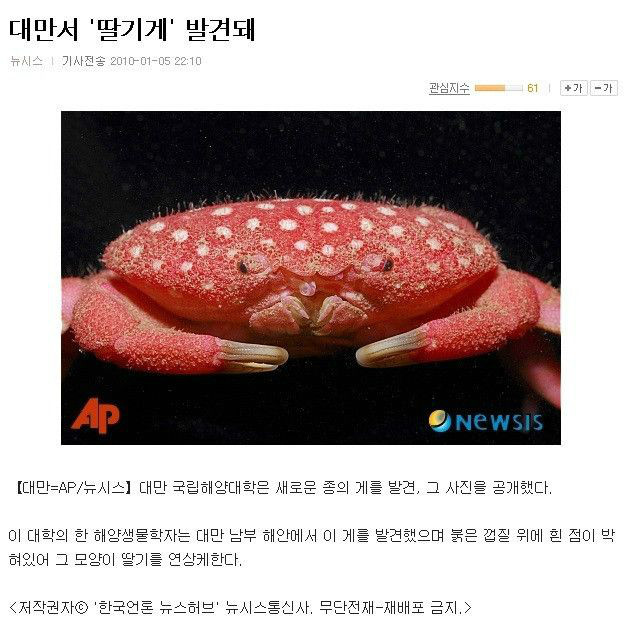 대만의 흔한 딸기게 ㄷㄷ