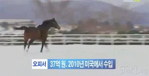 37억 짜리 말 -