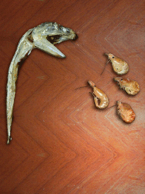 바다의 무법자 큰입 멸치