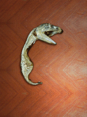 바다의 무법자 큰입 멸치