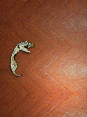바다의 무법자 큰입 멸치