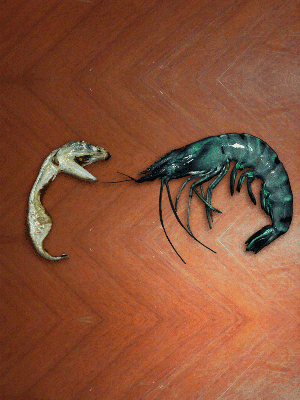 바다의 무법자 큰입 멸치