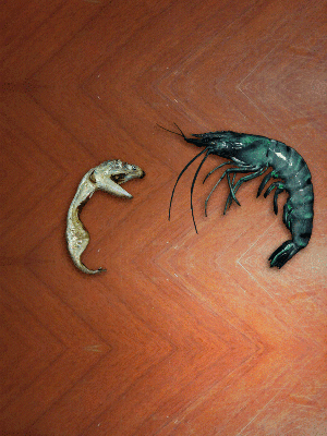 바다의 무법자 큰입 멸치