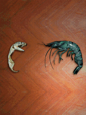 바다의 무법자 큰입 멸치