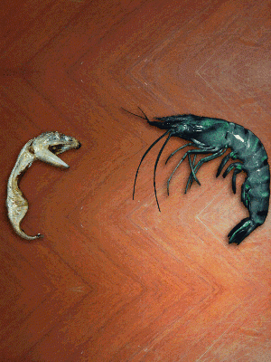 바다의 무법자 큰입 멸치