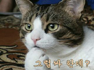 수영장 미끄럽틀 개 작살 ㅋㅋㅋㅋㅋ