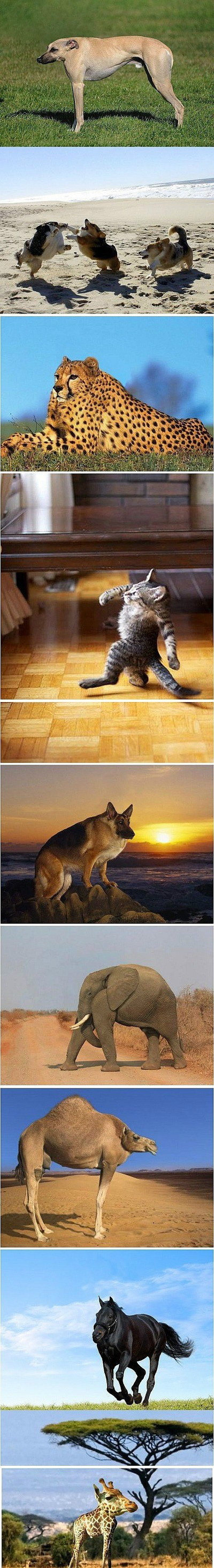 동물에게 목이 없다면??
