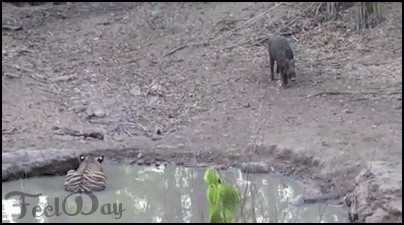 멧돼지 사냥하는 어린호랑이,잠복공격
