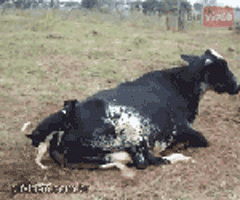http://file1.bobaedream.co.kr/multi_image/strange/2013/07/12/21/Eww51dff8438d34f.gif