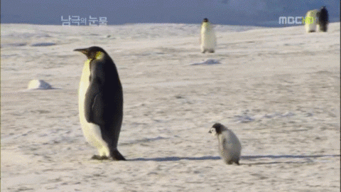 ## 마음으로 보는 사진들 (동물 ..그리고)##