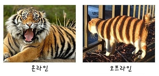 온라인상에서는 다들 제 닉네임처럼 호랑이인듯 하지만...