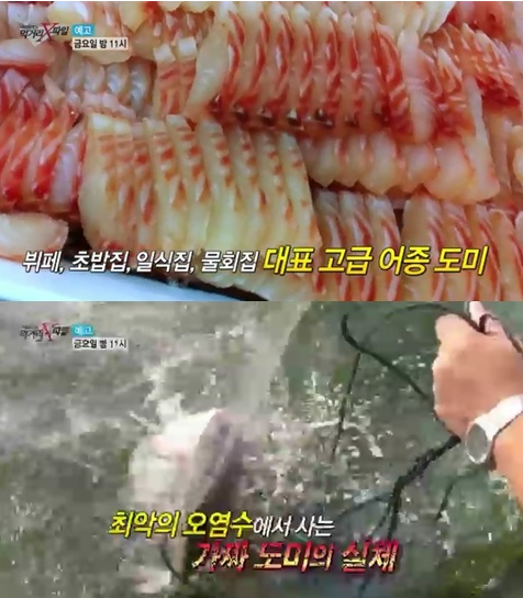가짜 도미 (틸라피아)