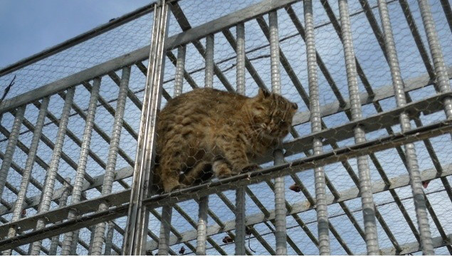 철망사이에 끼인 불쌍한 삵