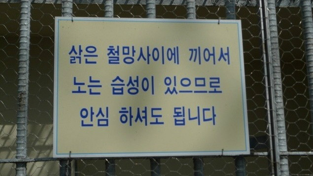 철망사이에 끼인 불쌍한 삵