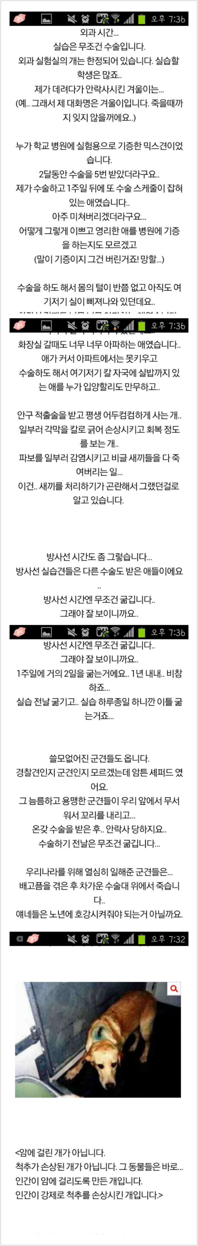 수의학과 동물실험.