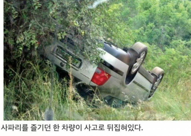 똑똑한 코끼리