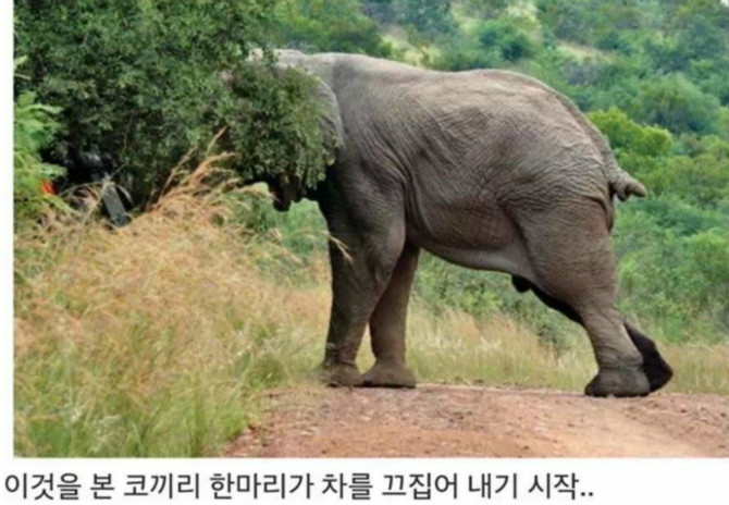 똑똑한 코끼리