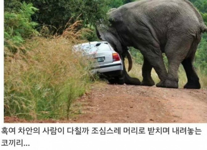 똑똑한 코끼리