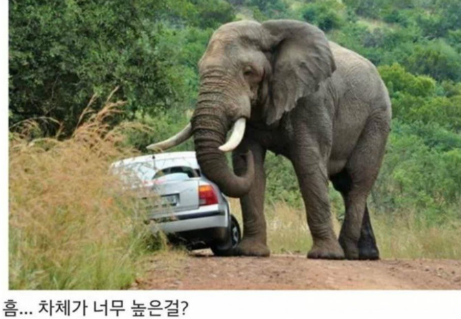 똑똑한 코끼리
