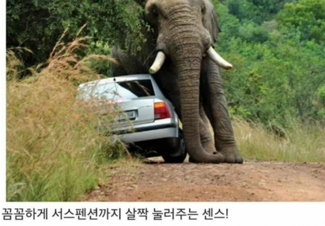 똑똑한 코끼리