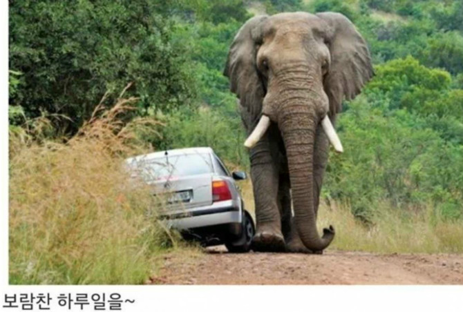 똑똑한 코끼리