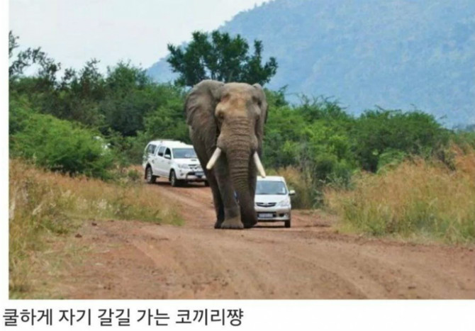 똑똑한 코끼리