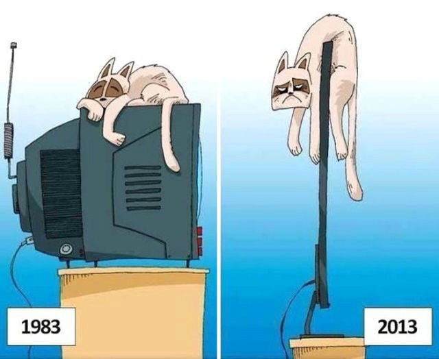 1983년 보다 살기힘들어진 2013년의 고양이