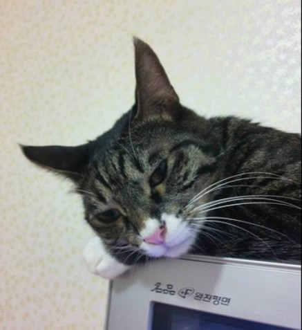 1983년 보다 살기힘들어진 2013년의 고양이