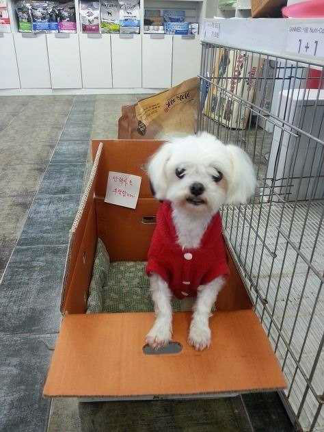 비정한 주인 
