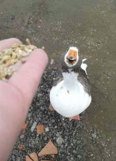 곰돌이 푸