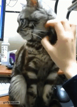 시크한 고양이 