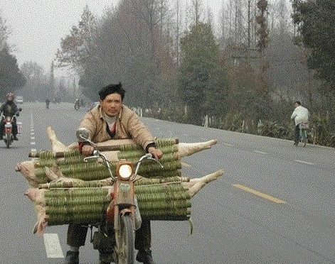 돼지 운반중 !