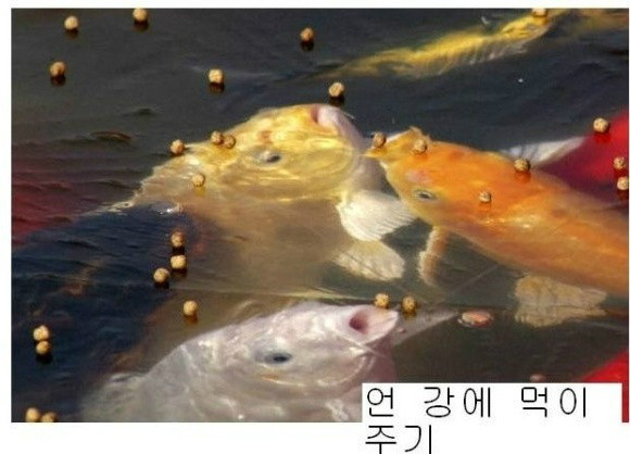 물고기 놀리냐