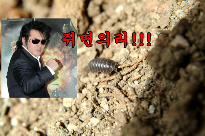 의리 있는 벌레