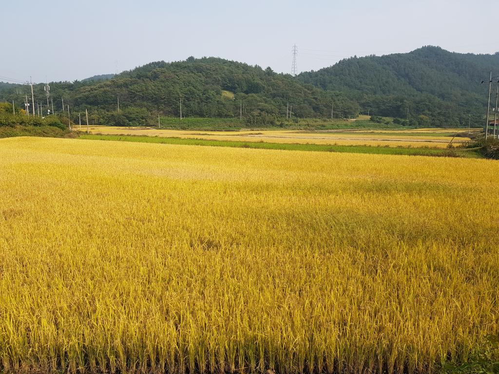 요즘 시골풍경 | 보배드림 유머게시판
