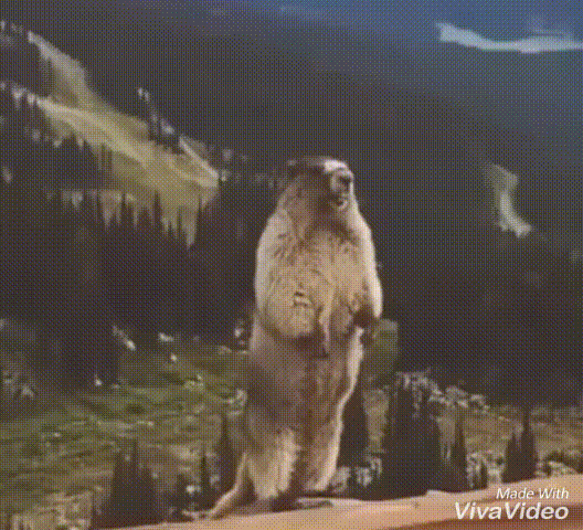 1000012512.gif