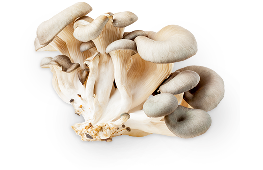 oyster_mushroom_02.png