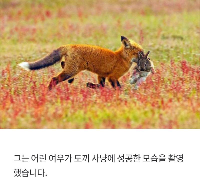 토끼를 사냥한 여우를 낚아챈 독수리 | 보배드림 자유게시판 