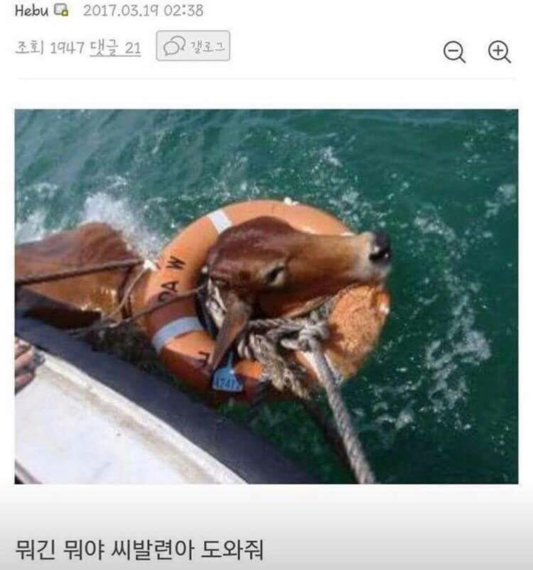 소가물에빠지믄.jpg