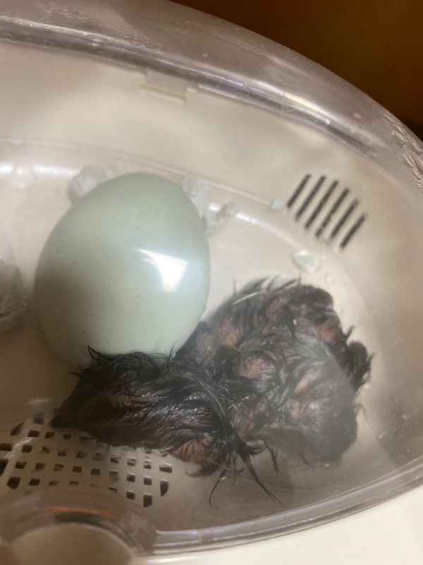 직접 부화시켜 기르는 청계 | 보배드림 자유게시판