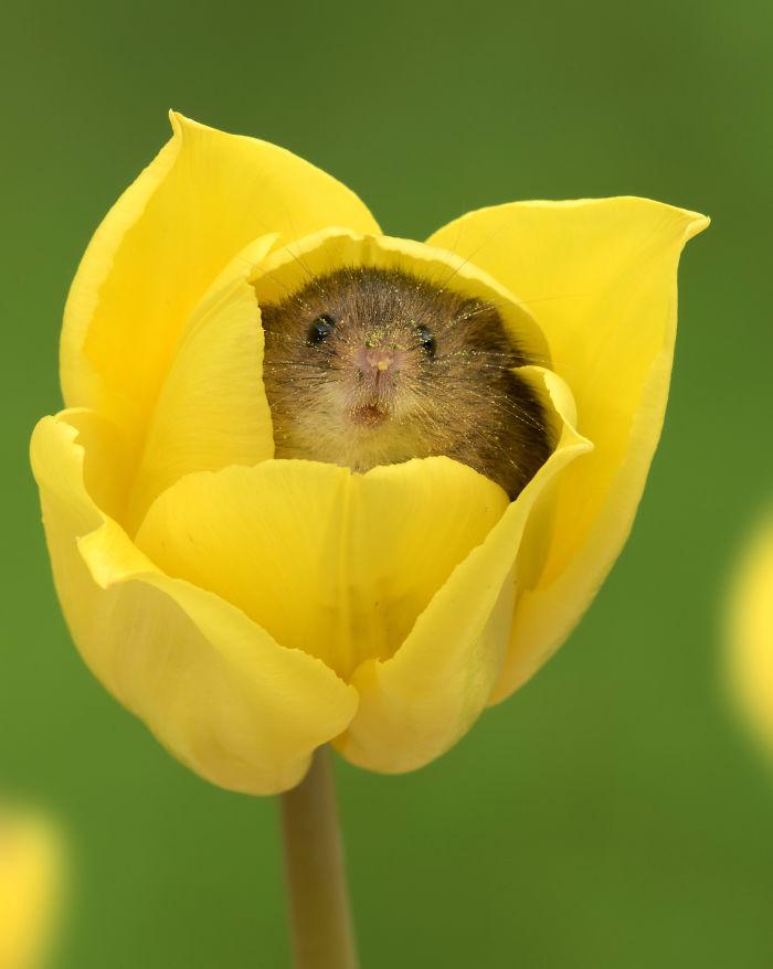 5ad4601846477-cute-harvest-mice-in-tulips-miles-herbert-17-5ad0982a7d56a__700.jpg