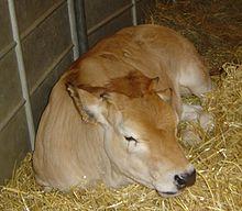 220px-Calf_DSC04037.jpg