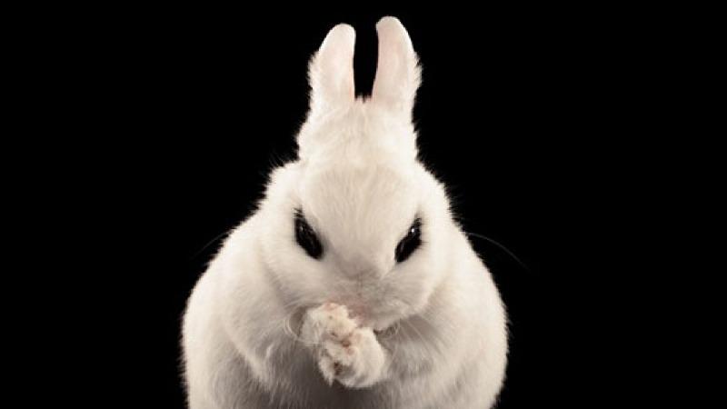 tudo-sobre-o-bad-rabbit-1-1280x720.jpg
