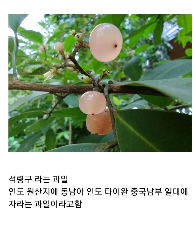 과일 찾음요 | 보배드림 자유게시판