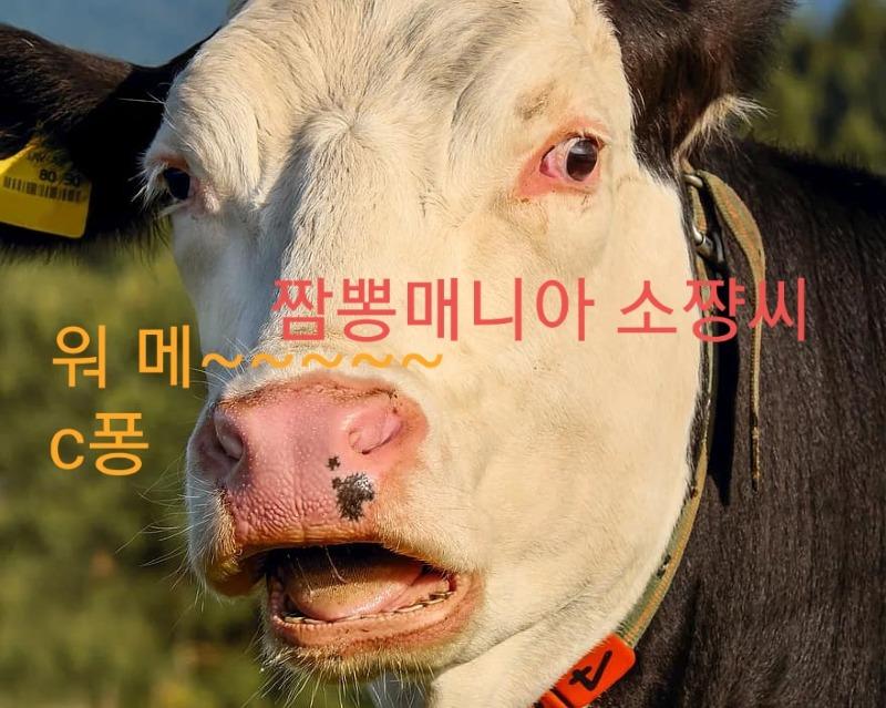 짬뽕 VS 일본식우동 | 보배드림 자유게시판 짬뽕 VS  일본식우동 | 보배드림 자유게시판