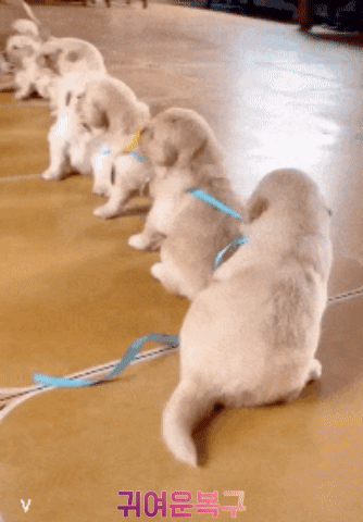 1616002633240.gif