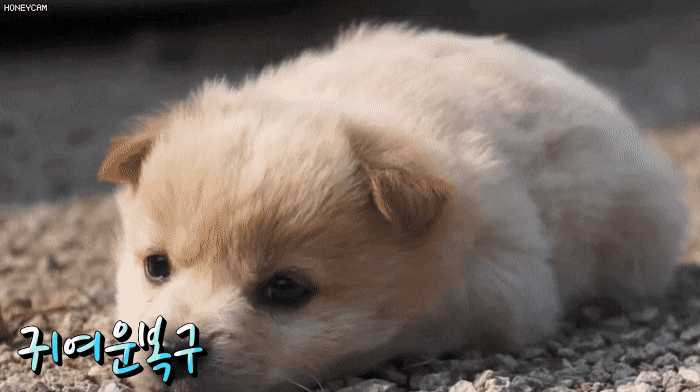 1618425171891.gif