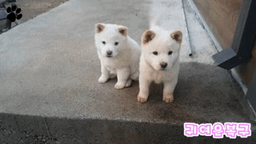 1621064337929.gif